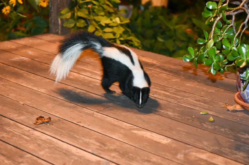 Skunk