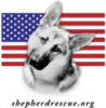 Dog with the USA flag
