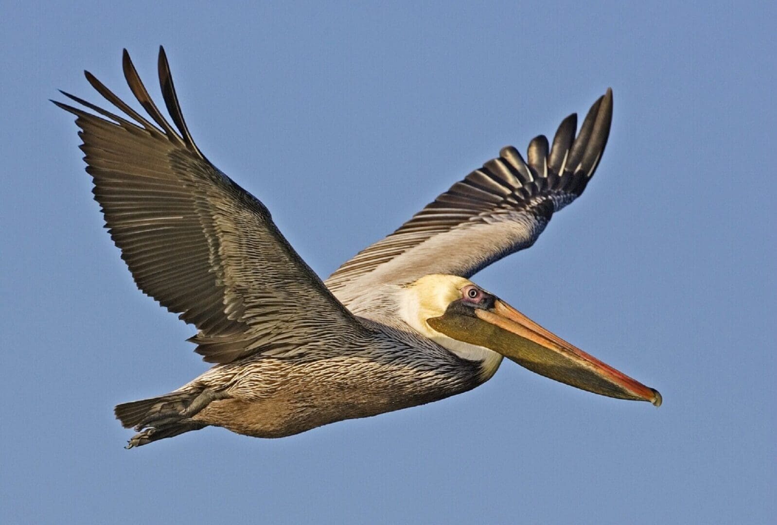 Flying Brown Pelican Free Stock Photo - Public Domain Pictures